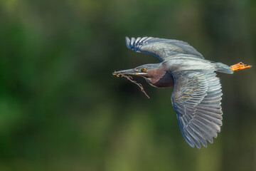 Green heron inflight
