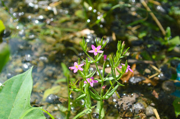 centaurium tenuiflorum flowers in the garden, wildlife purplish flowers flora water nature background 