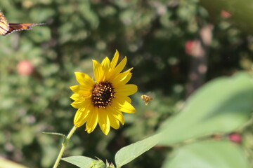 A Bee Pollinating a Sunflower