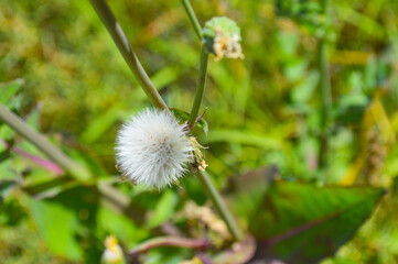 close up dandelion plant in garden, grass nature flower outdoor park