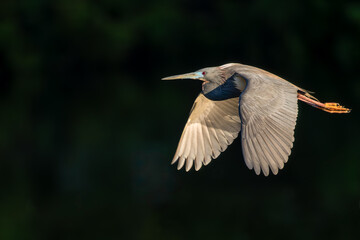 Tricolored Heron inflight