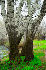 Obraz premium Weeping White Birch Tree, Betula pendula, with White Bark, Drooping, Pendulous Branches along the Lake Monona in Olin Park, Madison, Wisconsin, USA