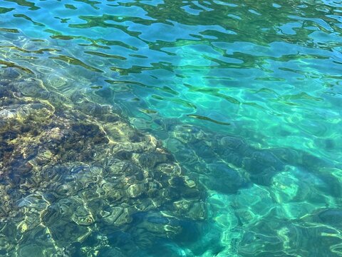 Sea underwater rock overgrown with algae.