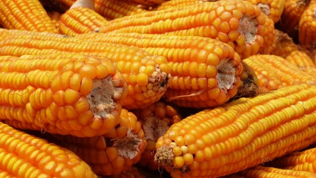 Extreme close-up views of shucked corncobs stacked up.
