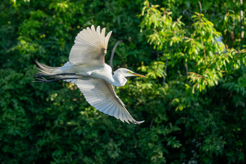Great egret inflight