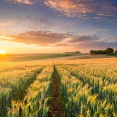 Deurstickers field of wheat © victoriap_107