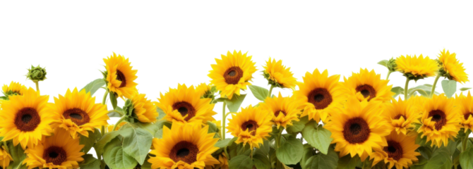 PNG Daytime sunflower hills border plant white background inflorescence