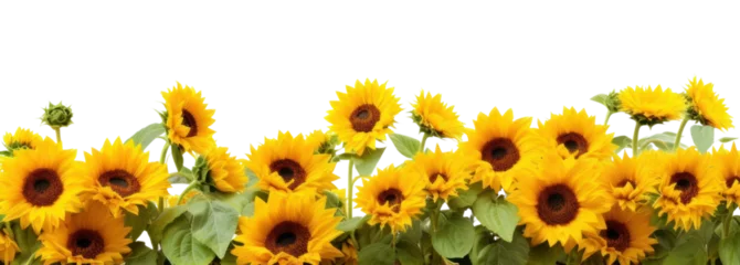 Selbstklebende Fototapeten PNG Daytime sunflower hills border plant white background inflorescence © Rawpixel.com