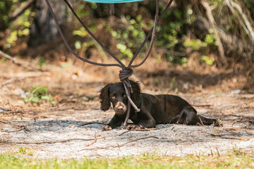 A boykin spaniel puppy playing in the back yard.