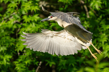 Black-crowned night heron landing