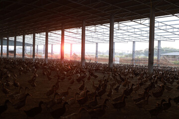Urban Farmer Duck farm against sunset light, Rural SME business