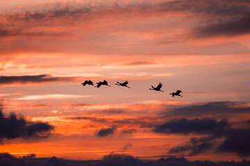 Evening flight of cranes