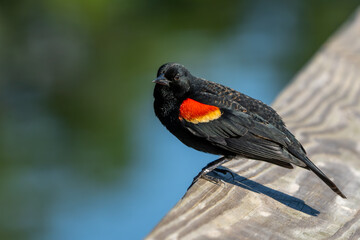 Red-winged Blackbird