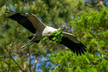 Wood stork