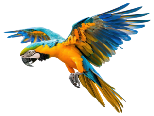 PNG Macaw fly animal parrot bird