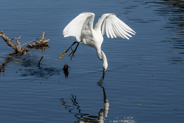 Snowy Egret picking up twigs for a nest