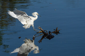 Snowy Egret Landing