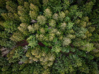 Wide angle drone view of lush green coniferous forest from above