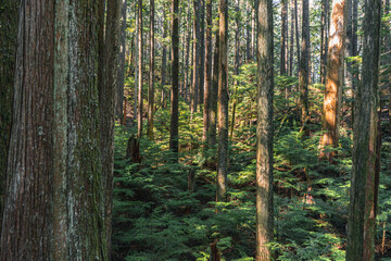 Fototapeta na wymiar green forest scene with tall narrow trunks and lush coniferous groundcover