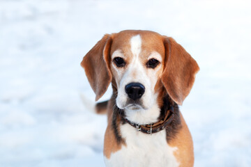 Winter portrait of a beagle dog, in the park in winter.