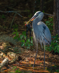 Great Blue Heron eating a bullfrog