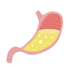 Cute flat cartoon stomach of human with hydrochloric acid isolated on white background. Anatomical internal organ of digestive system. Design element for gastroenterology concept. Vector illustration.