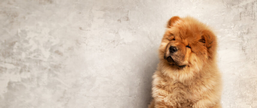 Cute fluffy red chow puppy, studio shot on a gray background of concrete texture. High caliber chow chow puppy.