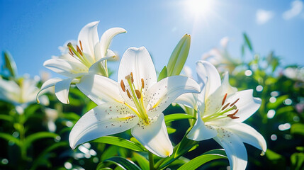 Obraz premium White lilies blooming under a bright sun with clear blue skies in the background, surrounded by green foliage.