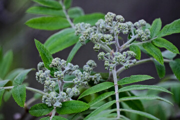 Flower buds cluster of rowan tree, sorbus aucuparia. The branch with young green leaves and flower buds in early spring.
