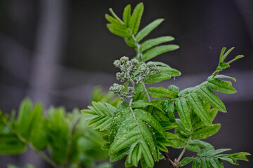 Flower buds cluster of rowan tree, sorbus aucuparia. The branch with young green leaves and flower...