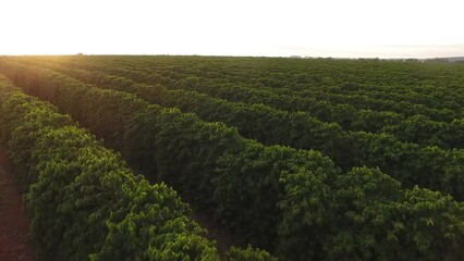 coffee, coffee plantation, production, fruit, plant, nature, coffee fruit