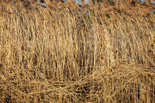 Golden reeds on the shore