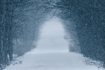 snow-covered road in a row of trees - obrazy, fototapety, plakaty