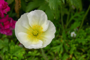 White Poppy Bloom with a green plant background
