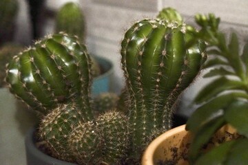 Cactus. Succulent botanical plant