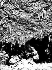 Wood Grain black and white Texture 