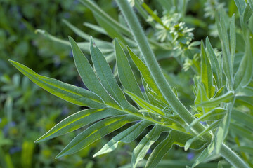 interesting leaf photographed during the day from close up © Peter