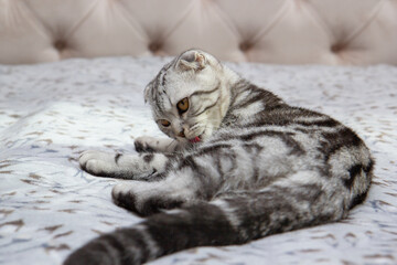 gray fold-eared Scottish cat washes itself on the bed