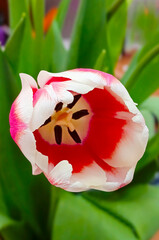Beautiful tulip flower close up. Vertical background.