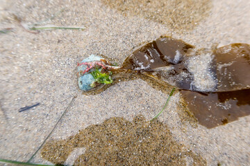 Sea Animal Shell in a tidal zone washed up by waves looking at a a Sea Plant Kelp attached to a Shell on a Beach