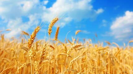 A vibrant image capturing a sprawling field of golden wheat under a clear blue sky