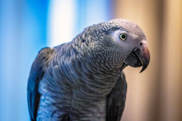 Obraz premium portrait of a parrot 