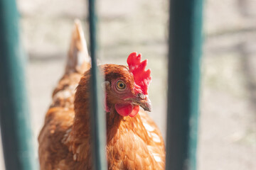 Domestic chicken with brown and white feathers running around the yard in the free range. Organic chickens. Homegrown eggs. Funny expression