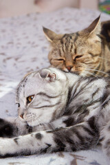 a cat washes her baby cat, two cats on the bed washing, Scottish cats