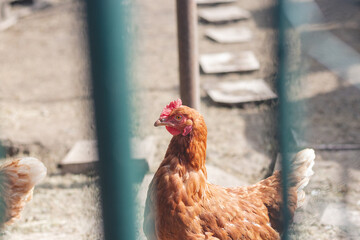 Domestic chicken with brown and white feathers running around the yard in the free range. Organic chickens. Homegrown eggs. Funny expression