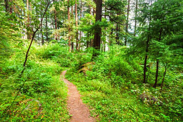 Obraz premium Deodar trees, Manali Nature Park, India