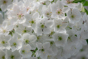 Cherry flowers blooming. Spring background.