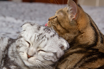 a cat washes her baby cat, two cats on the bed washing, Scottish cats