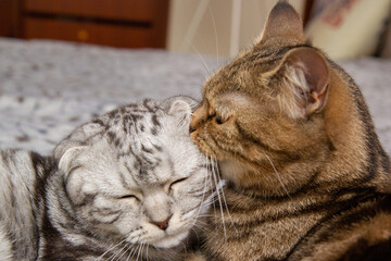 a cat washes her baby cat, two cats on the bed washing, Scottish cats