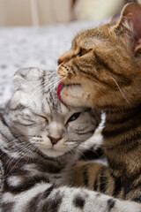 a cat washes her baby cat, two cats on the bed washing, Scottish cats